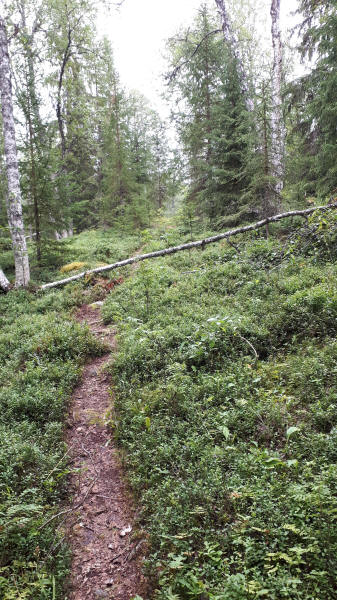 Waldweg