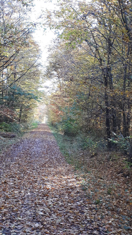 Waldweg