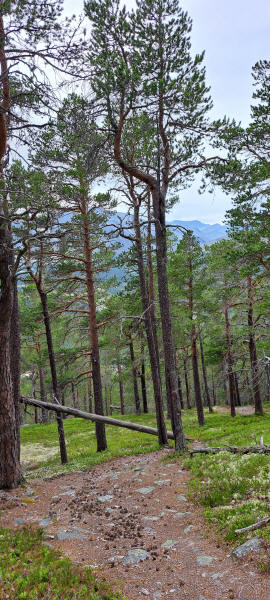 Forest trail