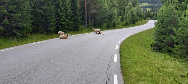 sheep on the road