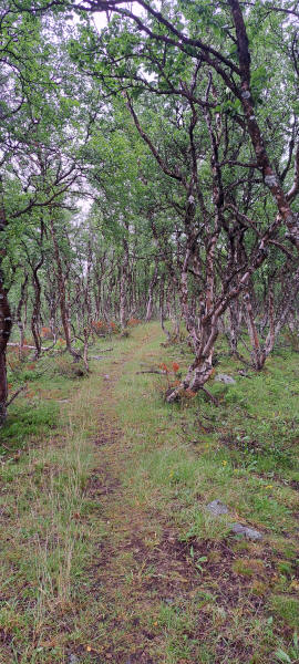 Waldweg