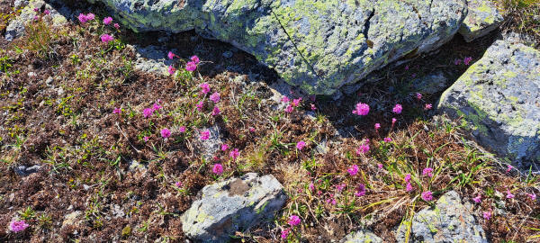 Blooming plants