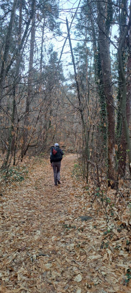 forest trail