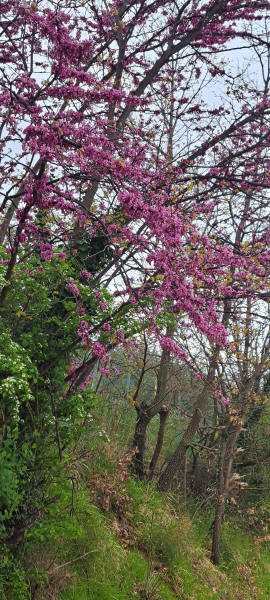 blooming bushes