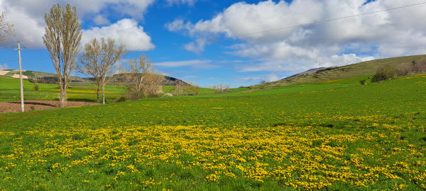 blooming meadow