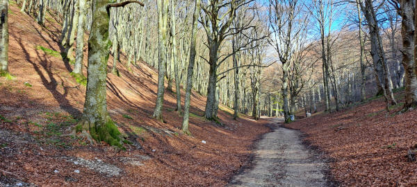 beech at Val di Ranco