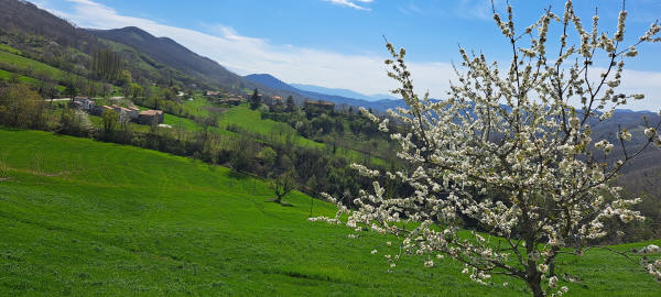 blooming tree