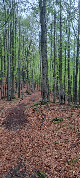 greening beeches