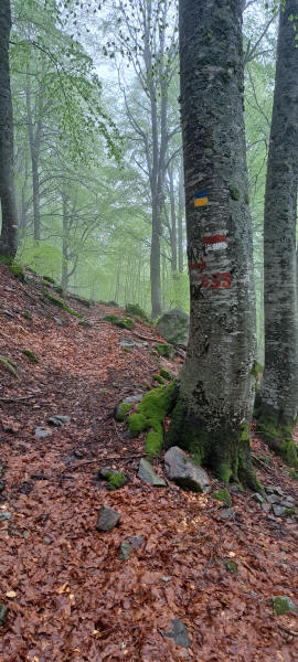 beech forest