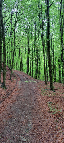 beech forest