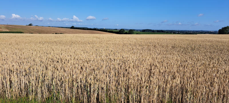 grain field