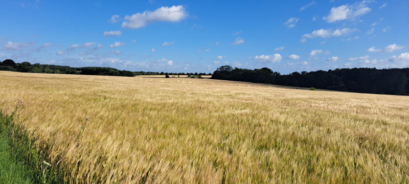 grein field