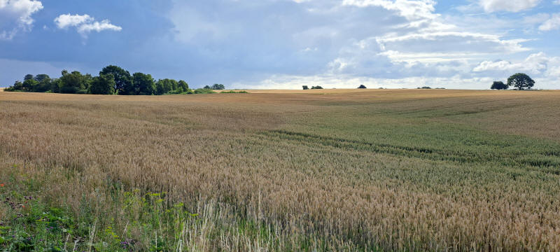 grain field