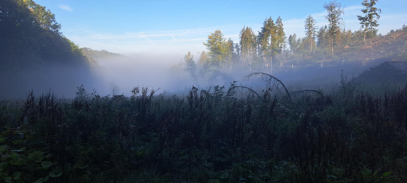 morning mist