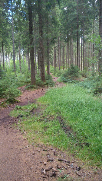 Waldweg