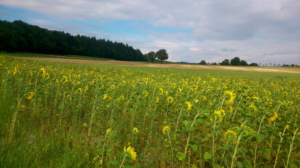 Sonnenblumenfeld