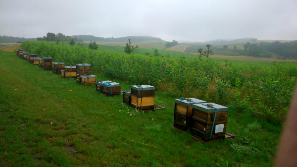 Bienenstöcke