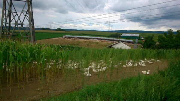 Gänse im Maisfeld