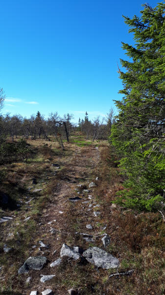 Kungsleden