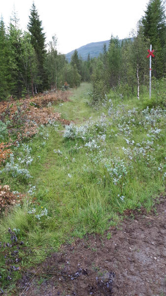 E1 verläßt Waldstraße