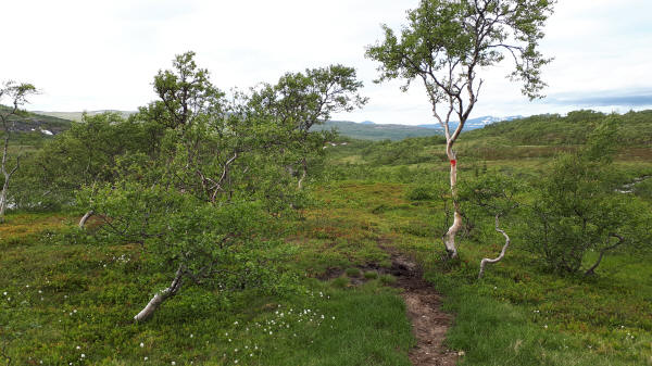 Hårradålen