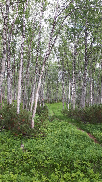 Waldweg