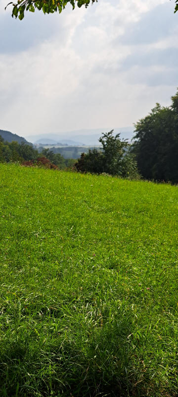 meadow